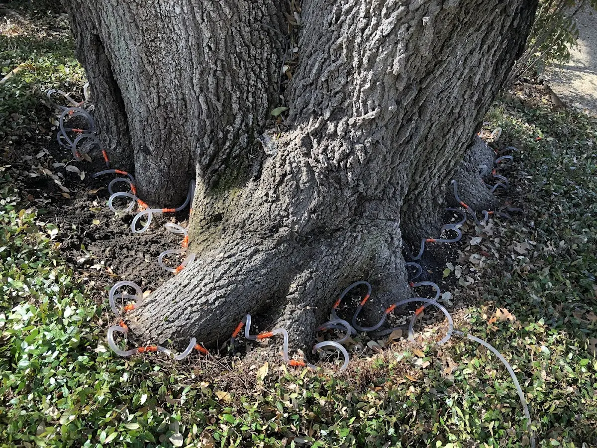 Detailed Tree Cabling and Bracing job site in Bear Mountain