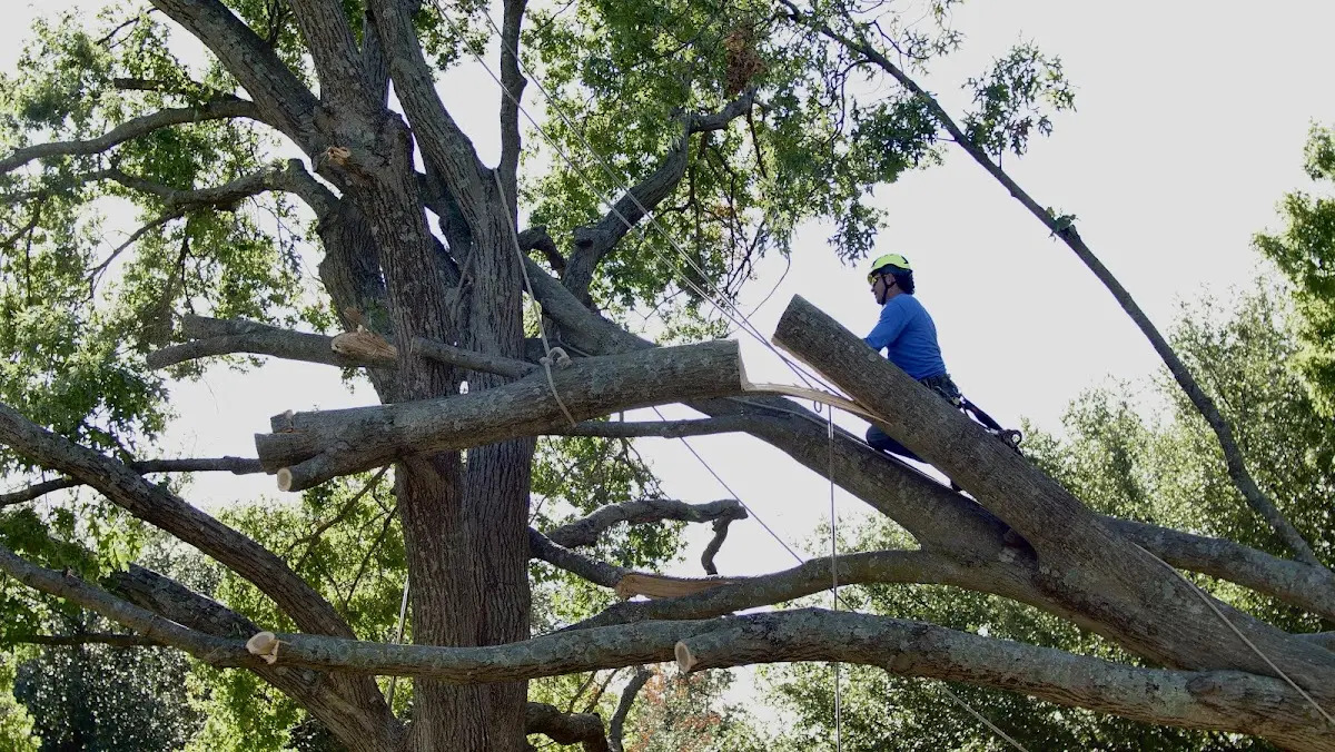 Professional Crown Thinning performed by certified arborists in Bear Mountain